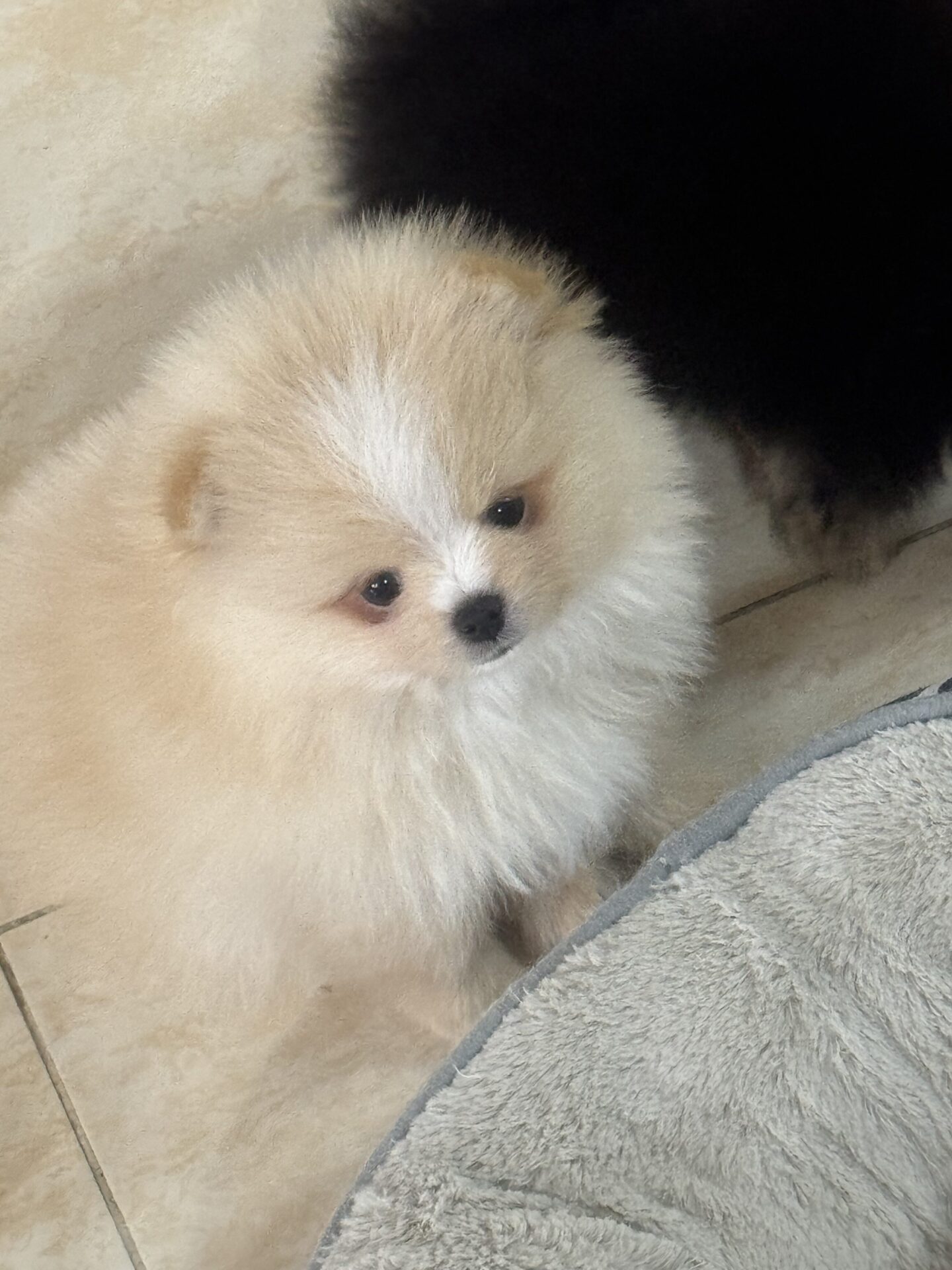 Quality Pomeranian puppy 77904452
