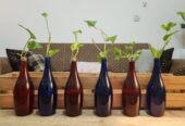 Plants with bottles and wooden rack