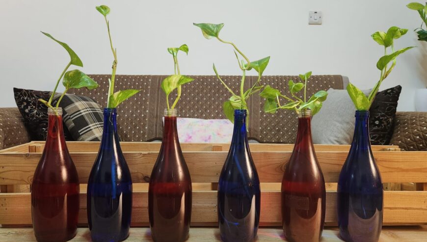 Plants with bottles and wooden rack