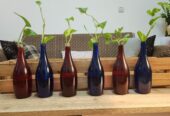 Plants with bottles and wooden rack