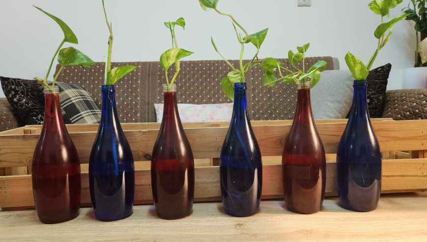 Plants with bottles and wooden rack