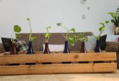 Plants with bottles and wooden rack