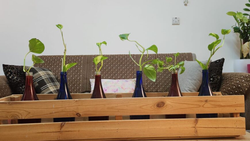 Plants with bottles and wooden rack