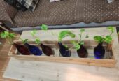 Plants with bottles and wooden rack