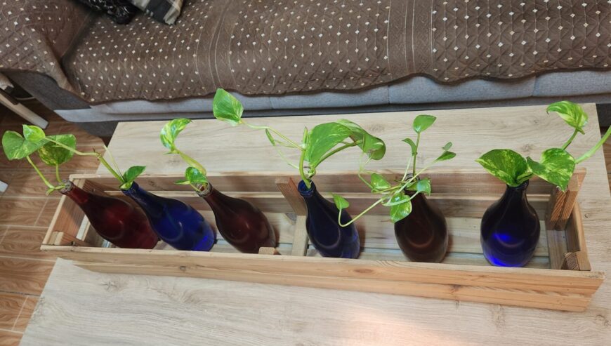 Plants with bottles and wooden rack