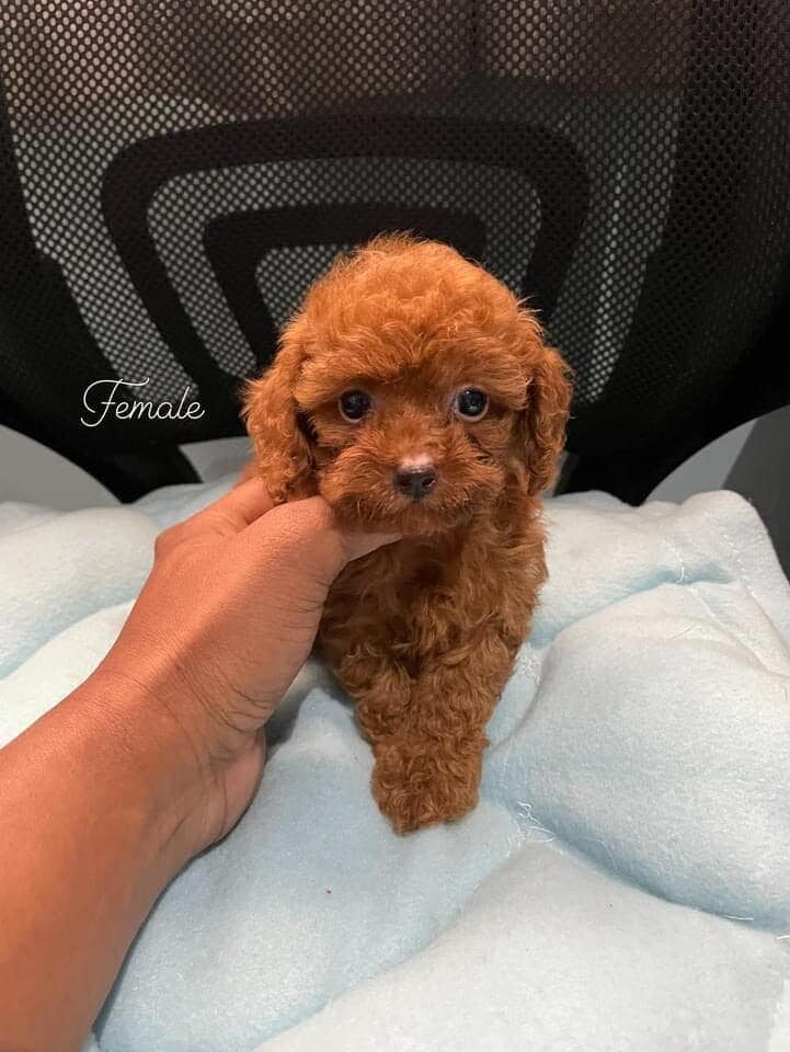 male and female poodle puppies
