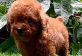 male and female poodle puppies