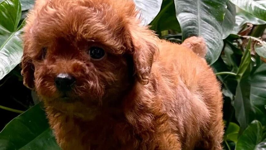male and female poodle puppies