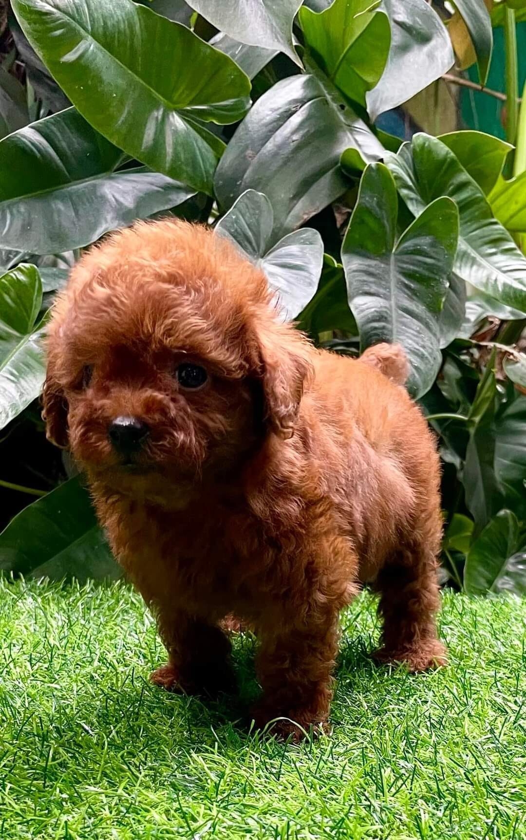 male and female poodle puppies