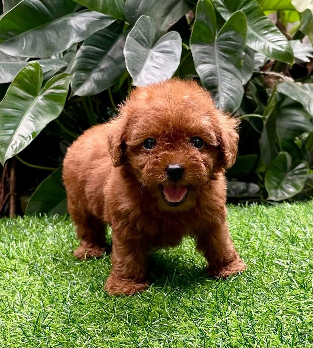 male and female poodle puppies