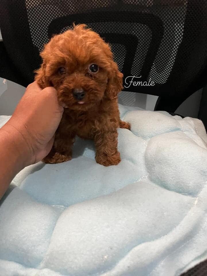 male and female poodle puppies