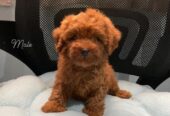 male and female poodle puppies