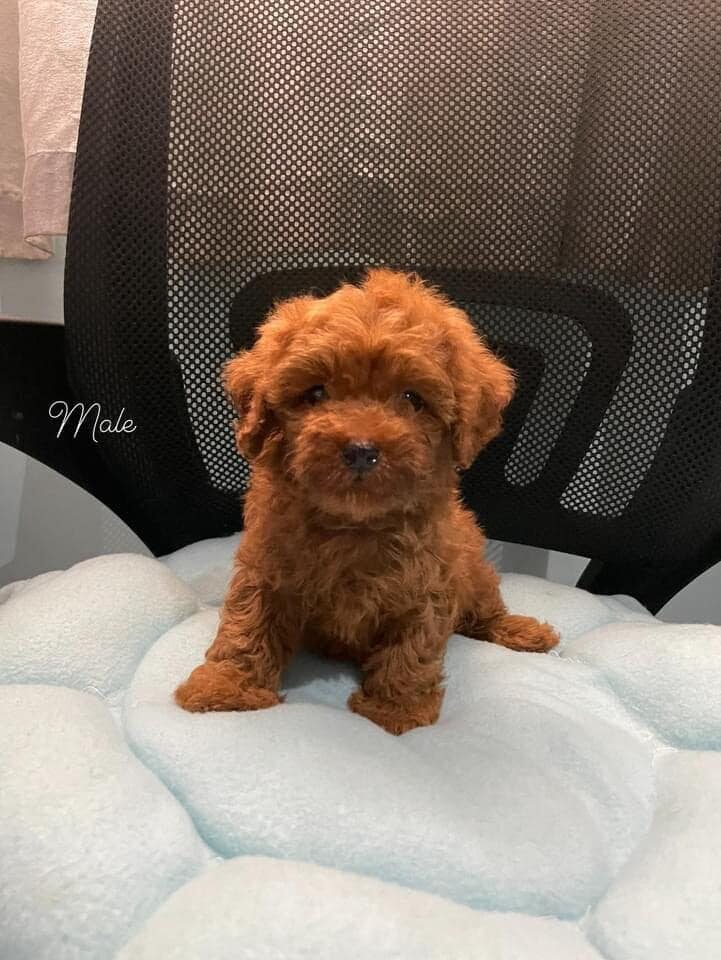 male and female poodle puppies