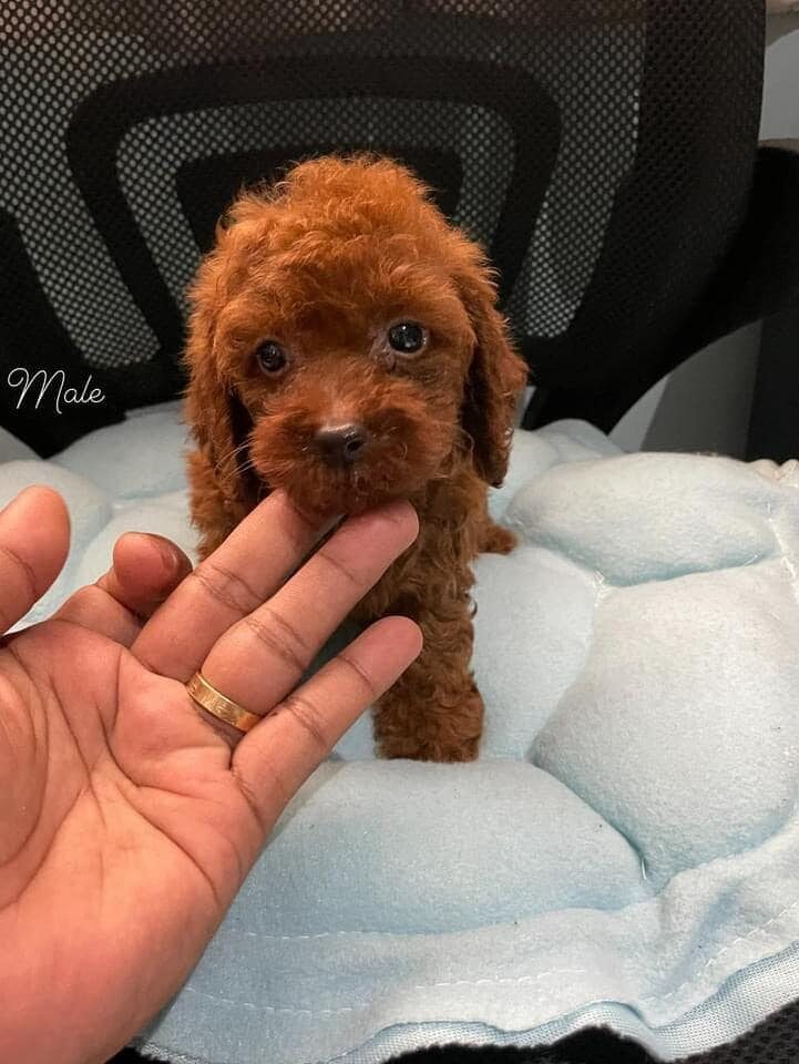 male and female poodle puppies