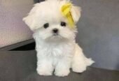 Adorable Blue-Eyed Maltese Puppies –