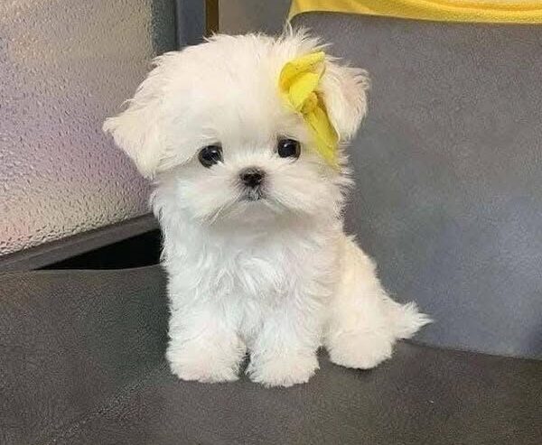 Adorable Blue-Eyed Maltese Puppies –