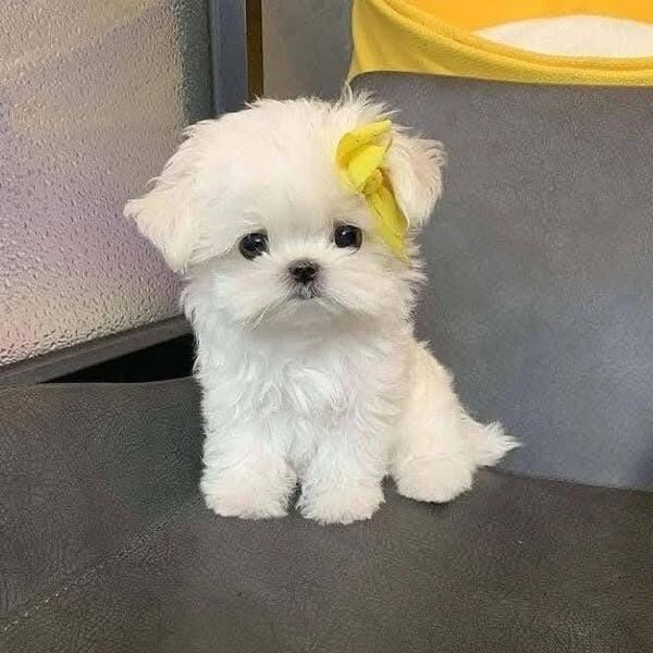 Adorable Blue-Eyed Maltese Puppies –