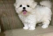Adorable Blue-Eyed Maltese Puppies –