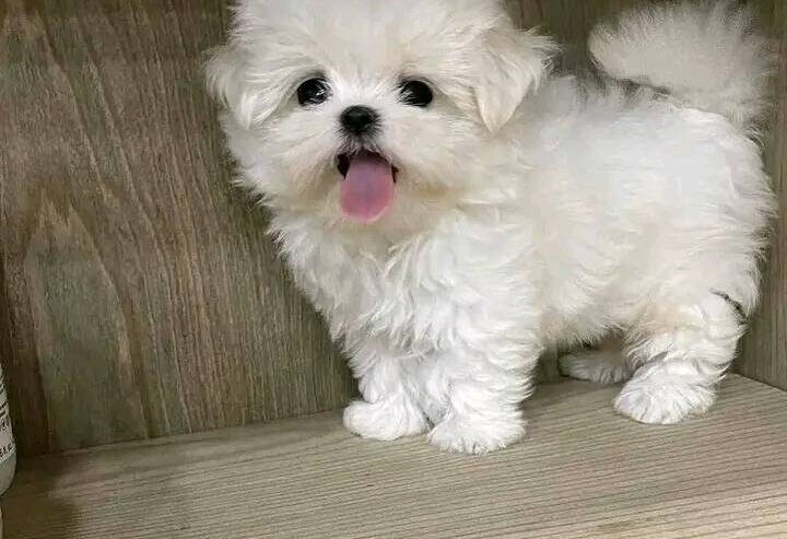 Adorable Blue-Eyed Maltese Puppies –