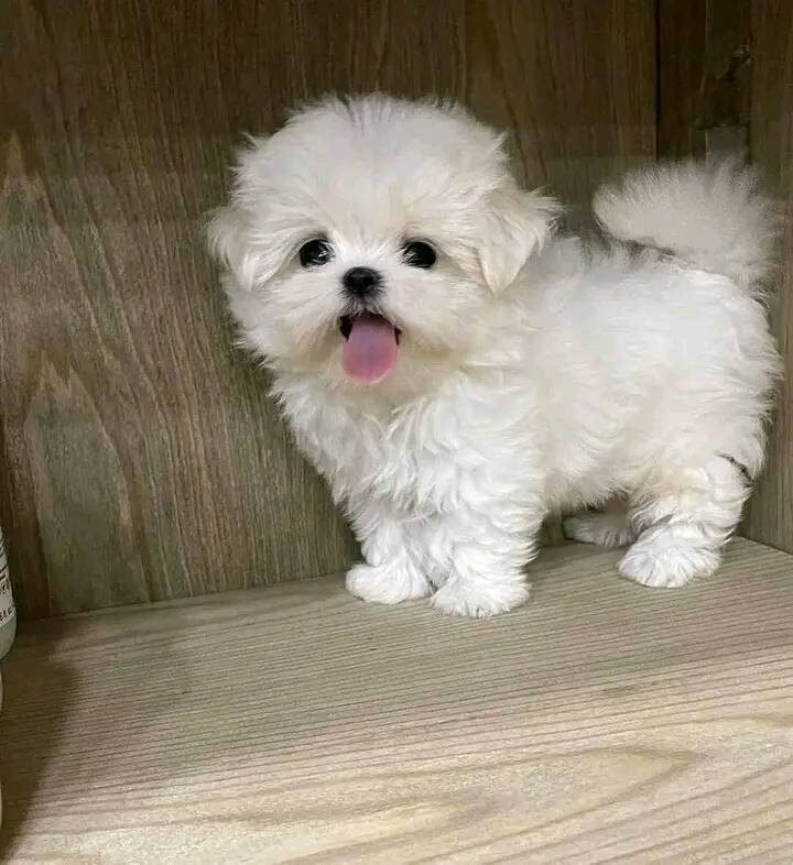 Adorable Blue-Eyed Maltese Puppies –
