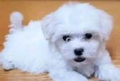 Adorable Blue-Eyed Maltese Puppies –