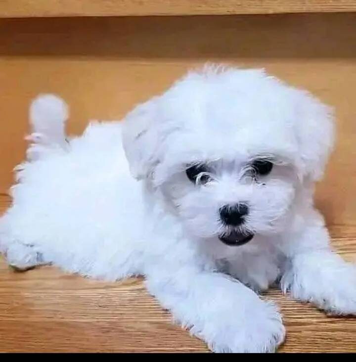 Adorable Blue-Eyed Maltese Puppies –