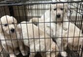 Golden Retreivers puppies
