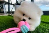 Adorable 12-Week-Old Pomeranian Puppies for Sale