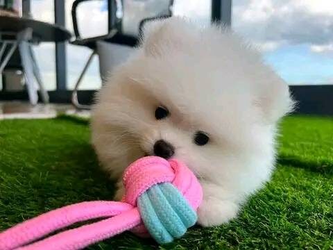 Adorable 12-Week-Old Pomeranian Puppies for Sale