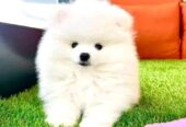 Adorable 12-Week-Old Pomeranian Puppies for Sale