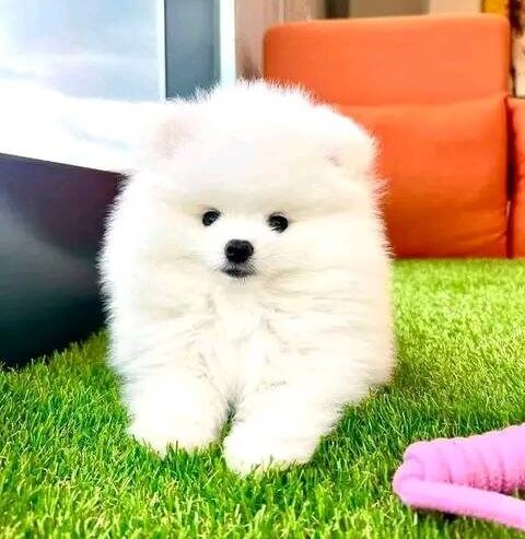 Adorable 12-Week-Old Pomeranian Puppies for Sale