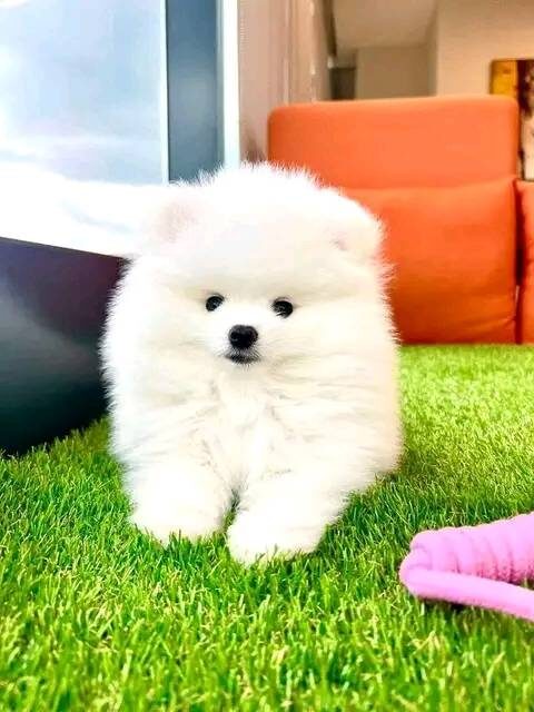 Adorable 12-Week-Old Pomeranian Puppies for Sale