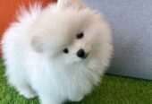 Adorable 12-Week-Old Pomeranian Puppies for Sale
