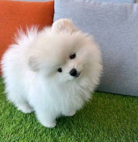 Adorable 12-Week-Old Pomeranian Puppies for Sale