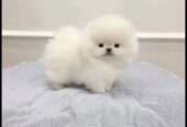 Adorable 12-Week-Old Pomeranian Puppies for Sale