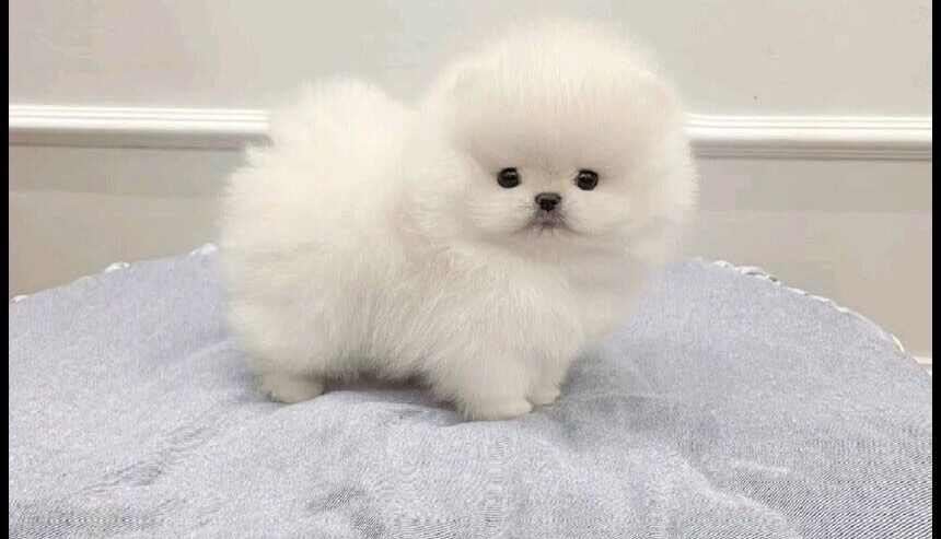 Adorable 12-Week-Old Pomeranian Puppies for Sale
