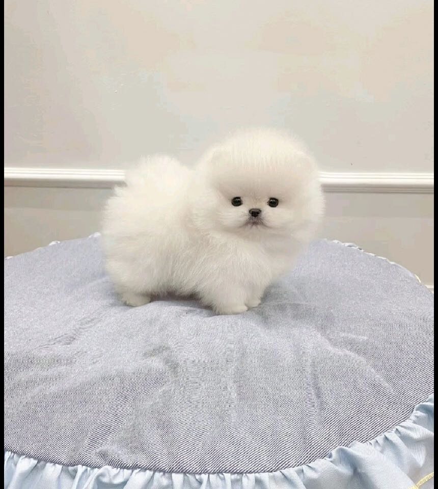 Adorable 12-Week-Old Pomeranian Puppies for Sale