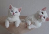 Adorable Scottish Fold Kitten with Blue Eyes