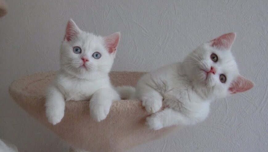 Adorable Scottish Fold Kitten with Blue Eyes