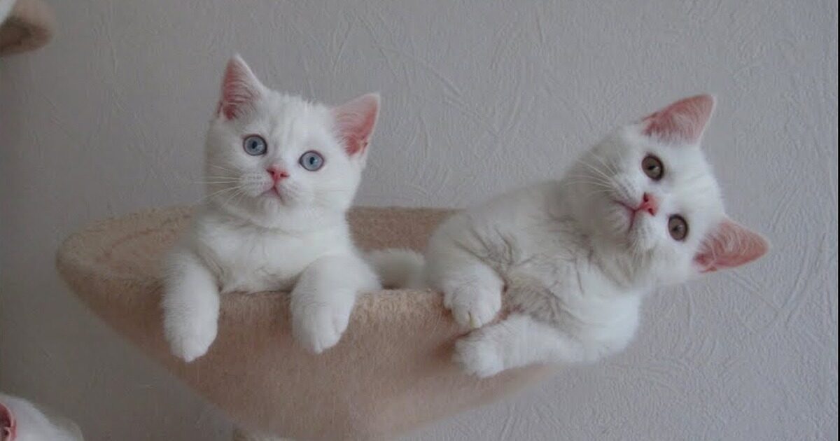 Adorable Scottish Fold Kitten with Blue Eyes
