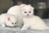 Adorable Scottish Fold Kitten with Blue Eyes
