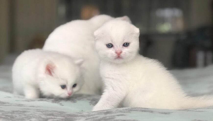 Adorable Scottish Fold Kitten with Blue Eyes