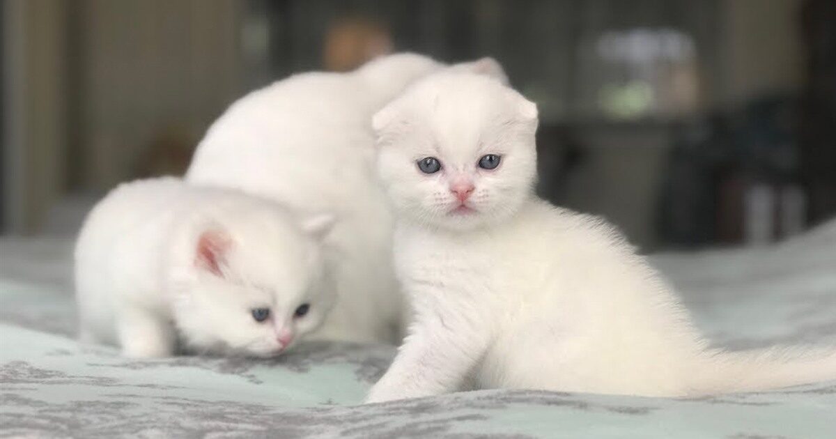 Adorable Scottish Fold Kitten with Blue Eyes