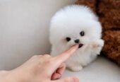 Adorable 12-Week-Old Pomeranian Puppies for Sale