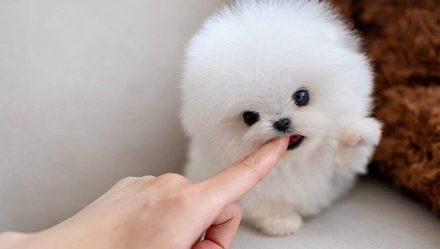 Adorable 12-Week-Old Pomeranian Puppies for Sale