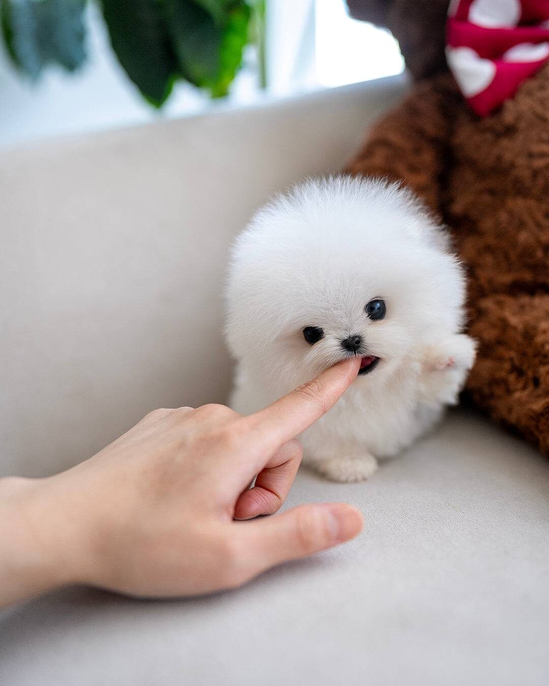 Adorable 12-Week-Old Pomeranian Puppies for Sale