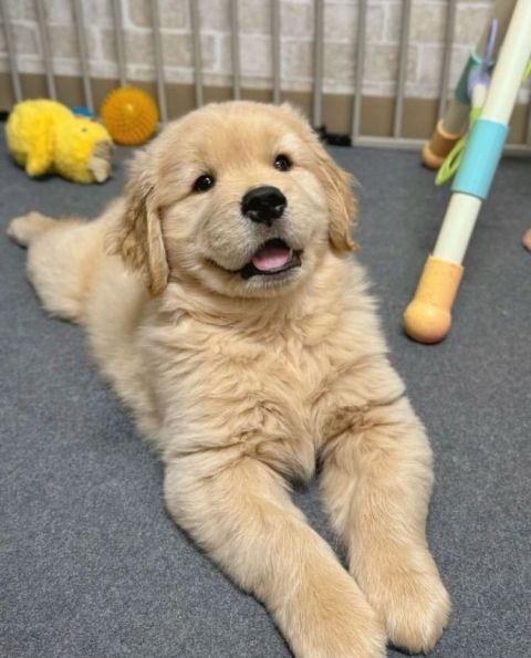 GOLDEN RETRIEVER PUPPY FREE FOR ADOPTION ONL
