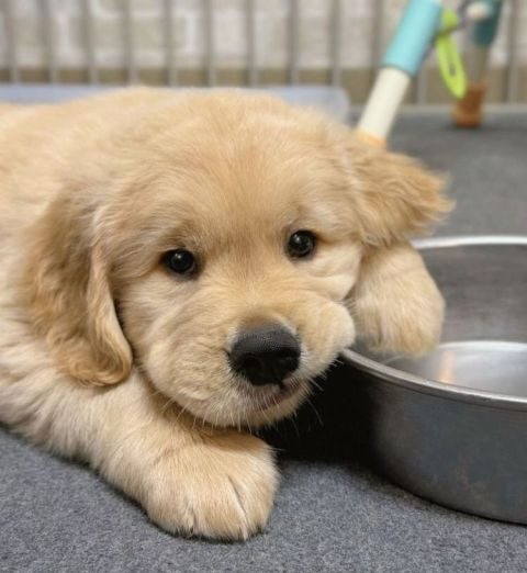 GOLDEN RETRIEVER PUPPY FREE FOR ADOPTION ONL