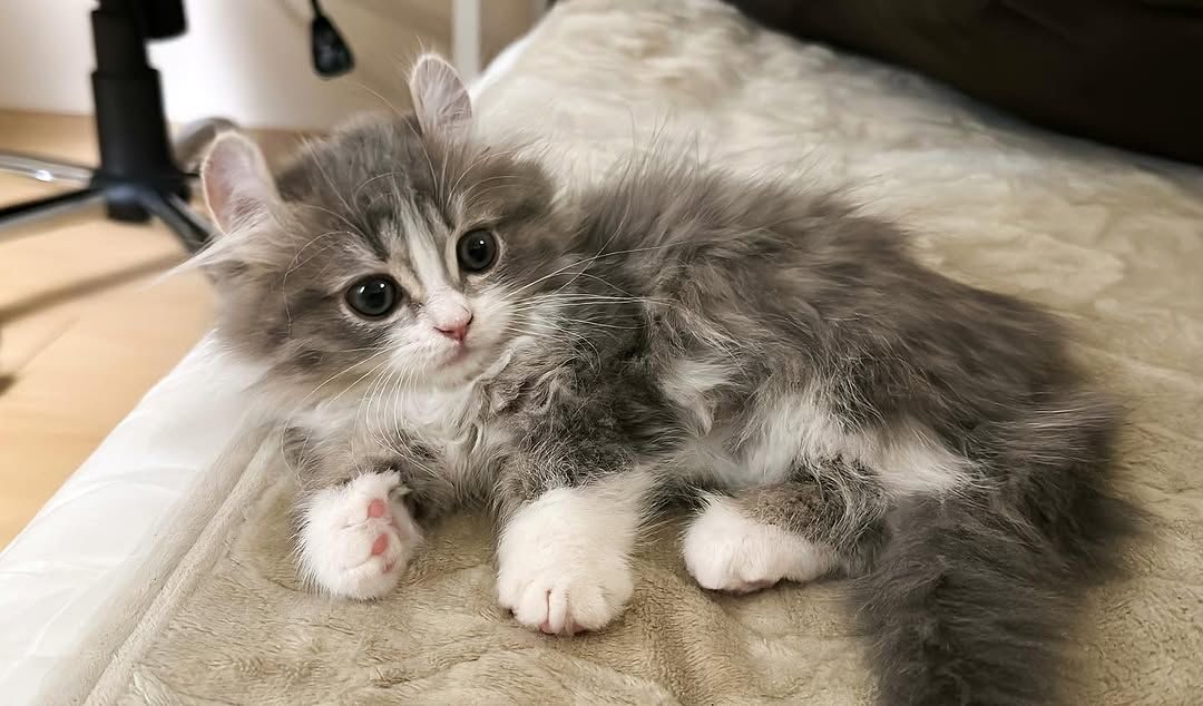 Maine Coon Kitten for Adoption – Health-Checked