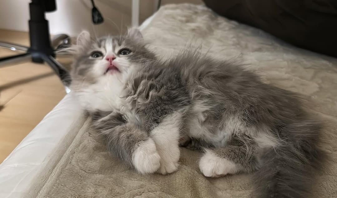 Maine Coon Kitten for Adoption – Health-Checked